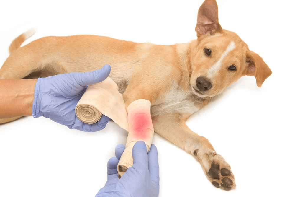 How to Treat 3 Common Dog Wounds (and a Few Less Common Ones) Fauna Care